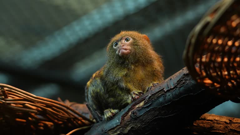 Close up Pygmy marmosets | Tamarin monkey sitting on a branch.