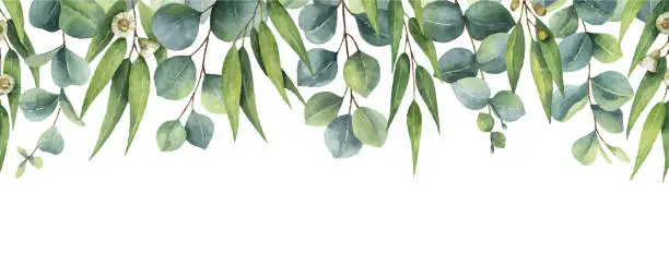 Vector illustration of Watercolor vector green seamless border with eucalyptus leaves and branches isolated on white background. Greenery flower for wedding invitation, scrapbooking, textiles, stationery design.