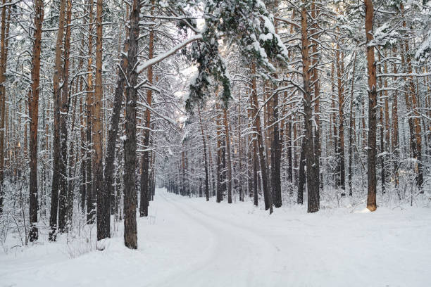 istock Winter forest in snowy weather 1457004758