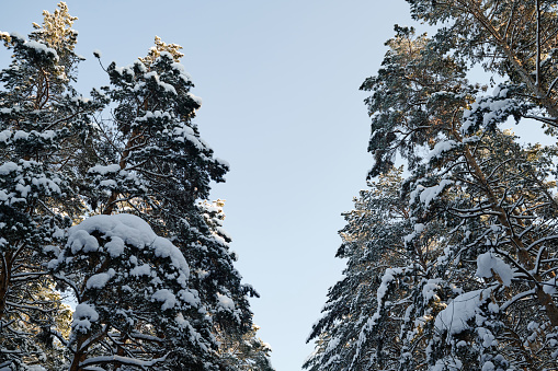 Low angle view of snowy pine trees in winter forest