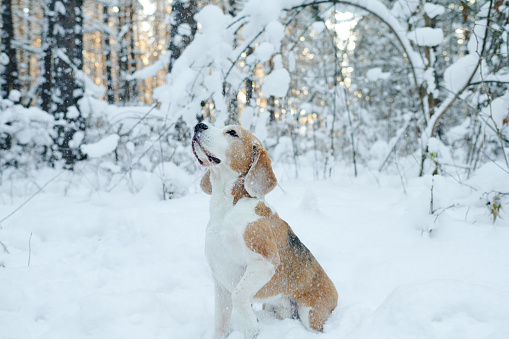 Small dog playing with snow while walking in winter forest