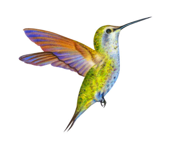 koliber - feather purple bird isolated stock illustrations