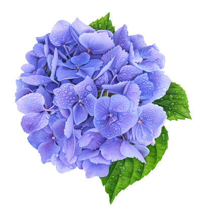 An illustration of a purple hydrangea flower with 3 leaves against a white background.