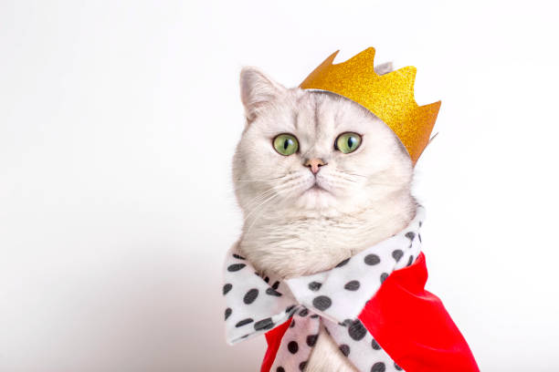 istock Charming white cat in a golden crown and red robe, sitting on a white background 1457006905