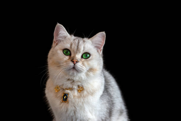 istock White gray cat wears gold chain on black background 1457006916