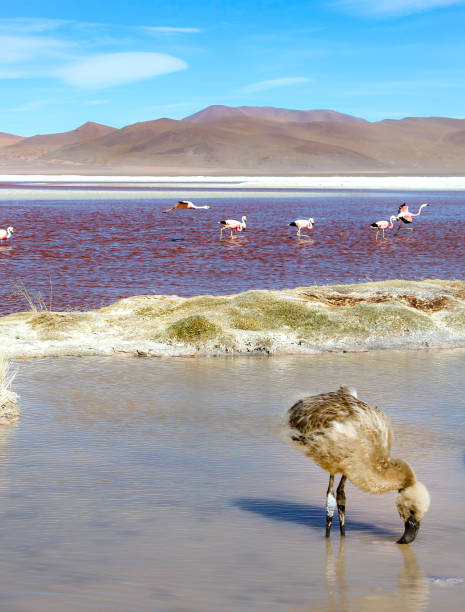 flamingos - laguna colorada stock-fotos und bilder