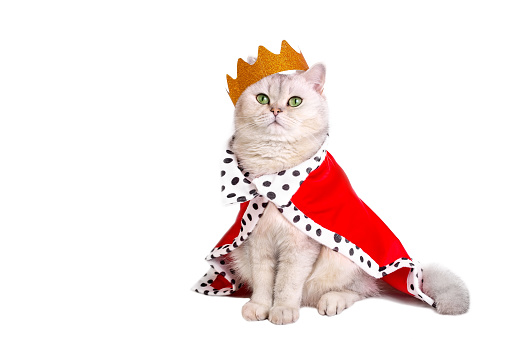 A luxurious white cat in a golden crown and a red robe, sitting on a white background. Copy space
