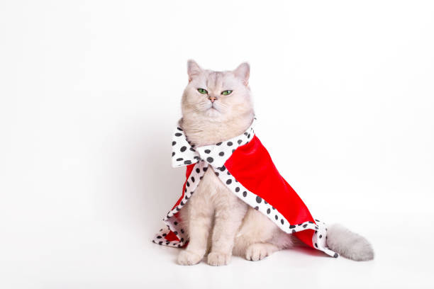 istock A calm white cat in red mantle, sitting on a white background 1457006936