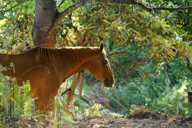 Corsican horse in Upper Corsica mountain. Santa-Reparata village