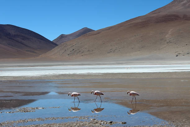 laguna colorada, bolivien - laguna colorada stock-fotos und bilder