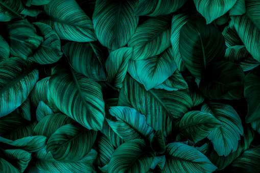 Green Asian tropical leaves in the park