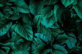 istock Green Asian tropical leaves in the park 1457008288