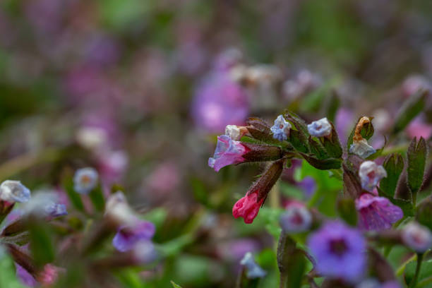 istock Lungwort flower with water drop close-up photo in springtime. 1457008671