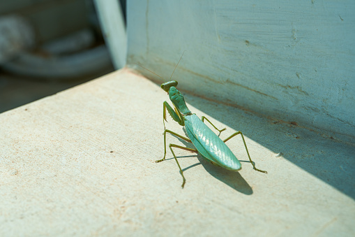 Close-up of a verdant praying mantis outdoors