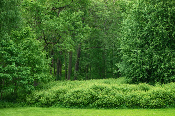 istock lush shrubs and trees in a forest park. picturesque nature 1457010811