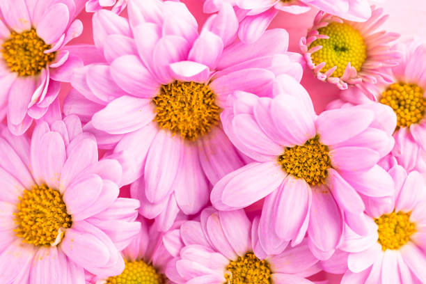istock Pink Chrysanthemum flower texture background, spring season 1457014917