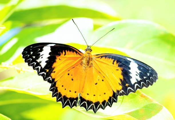 istock Butterfly spreading wings - animal behavior. 1457015019
