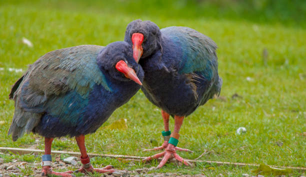 istock Elderly Takahe Couple 1457016627