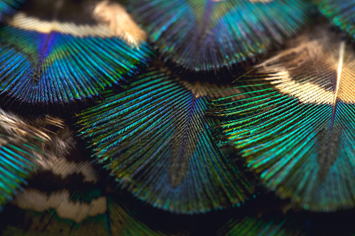 Colorful feather. Green feathers.