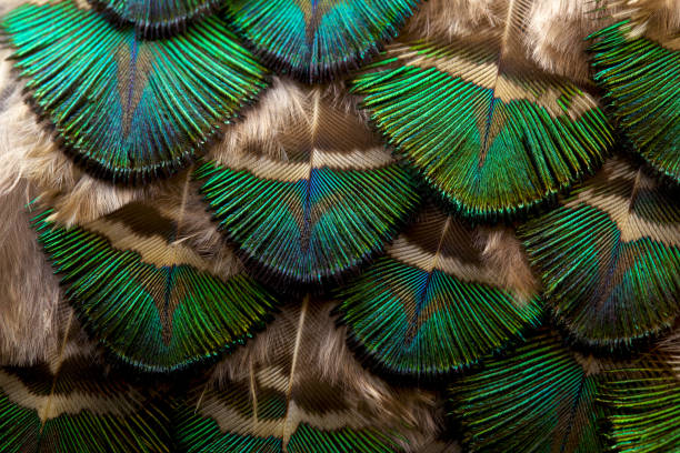 istock Feather. Peacock feather. Closeup of peafowl feathers. 1457017364