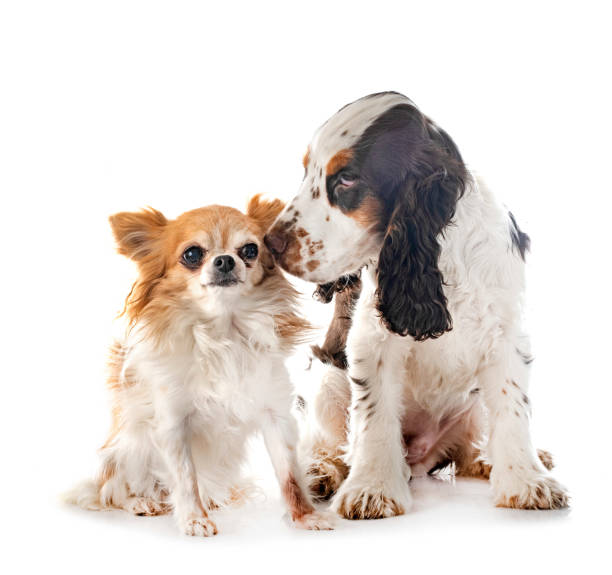 istock English Cocker Spaniel and chihuahua 1457019492