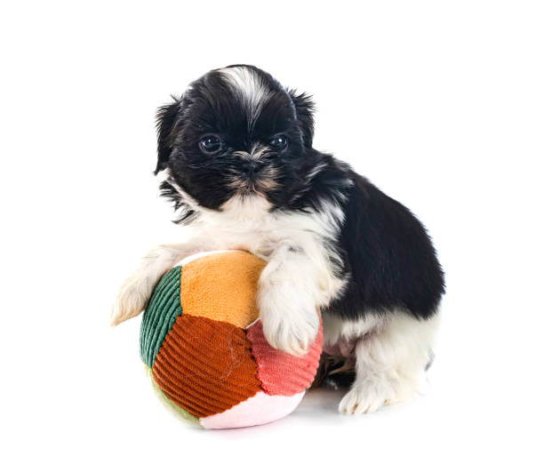 istock puppy Shih Tzu in studio 1457019493
