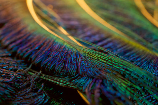 istock Feather. Peacock feather. Closeup of peafowl feathers. 1457020714