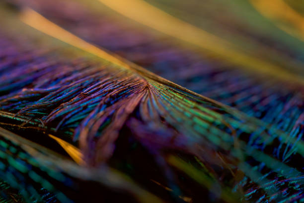 istock Feather. Peacock feather. Closeup of peafowl feathers. 1457020894