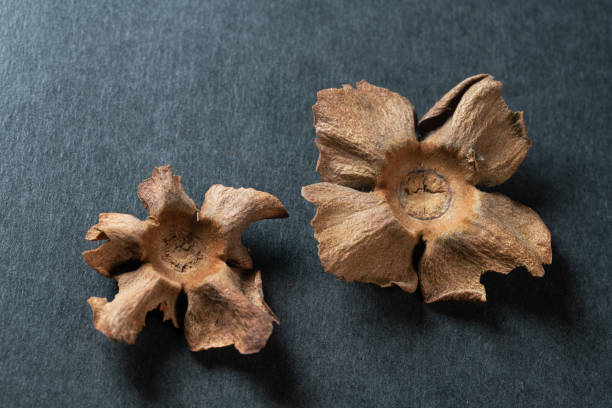 istock chinese medicine  persimmon calyxon on black background 1457021256