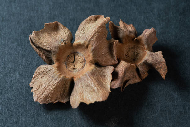 istock chinese medicine  persimmon calyxon on black background 1457021266