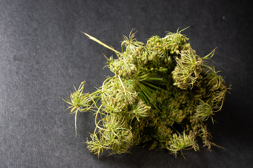 Close up detail of Cannabis cola (Sour Diesel marijuana strain) with visible hairs, trichomes and leaves on late flowering stage