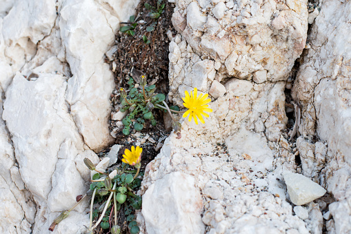 yellow small flower flowering in a crack between rocks.