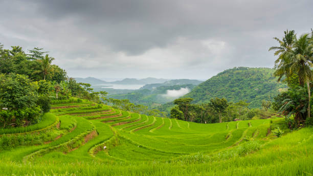 istock time lapse cloudy over the terraced rice fields in the morning 1457025146