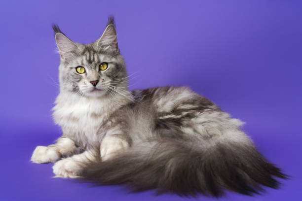 istock Domestic Coon Cat with fluffy tail black silver classic tabby white color 1 year old looking camera 1457025936