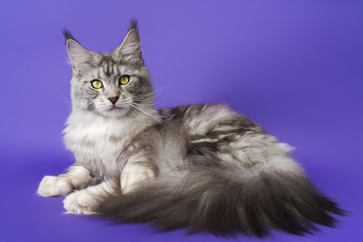 Domestic Longhair Maine Coon Cat with big fluffy tail black silver classic tabby and white color 1 year old looking at camera. Part series of lying down kitty with yellow eyes. Shot on blue background