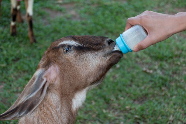istock Hand holding milk bottle to feed sheep 1457026739