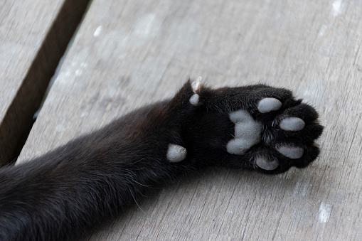 Close up black cat feet
