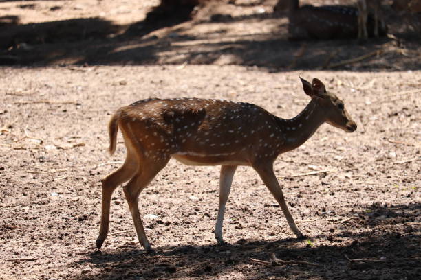 istock Beautiful chital Deer in Indian Zoo 1457027361