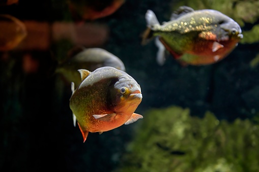 Red piranha or coicoa (Pygocentrus nattereri) fish swimming in fresh water among other specimens of its species.