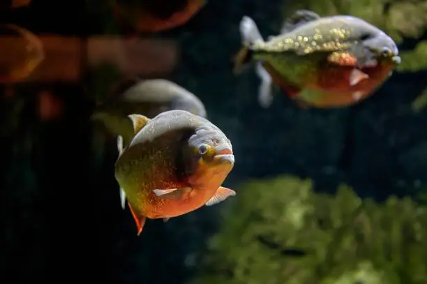 Photo of Red piranha or coicoa (Pygocentrus nattereri) fish swimming in fresh water among other specimens of its species.