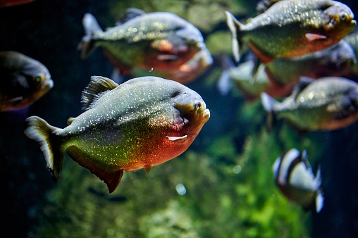 Red piranha or coicoa (Pygocentrus nattereri) fish swimming in fresh water among other specimens of its species.