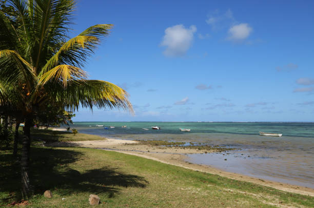 istock Palm Tree at Baie du Cap, Mauritius, Indian Ocean, Africa 1457028543