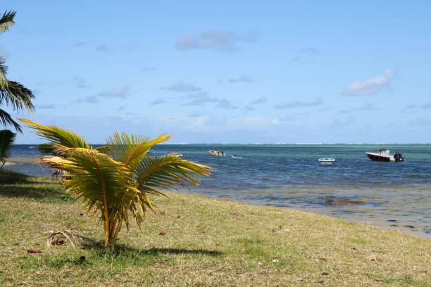 istock Palm Tree at Baie du Cap, Mauritius, Indian Ocean, Africa 1457028808