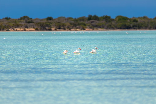 Greater flamingo (Phoenicopterus roseus), pink beautiful bird, most widespread and largest species of the flamingo family, Tsimanampetsotsa Nature Reserve, Madagascar wildlife animal