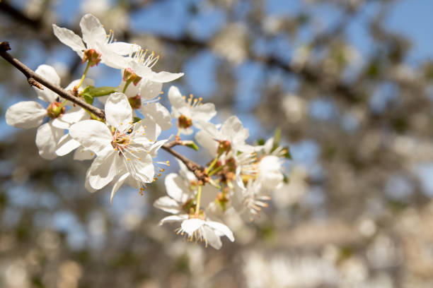 istock Spring bloom white flowers. Cherry blossom twigs 1457029803