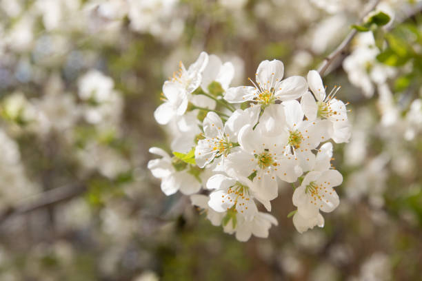 봄 꽃 흰 꽃. 벚꽃 나뭇 가지 - 2808 뉴스 사진 이미지