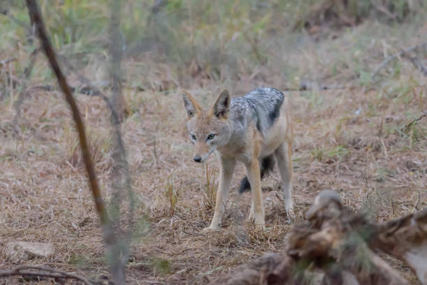 istock The black-backed jackal, also called the silver-backed jackal, is a medium-sized canine native to eastern and southern Africa. 1457029881