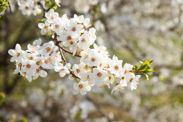 istock Spring bloom white flowers. Cherry blossom twigs 1457029889