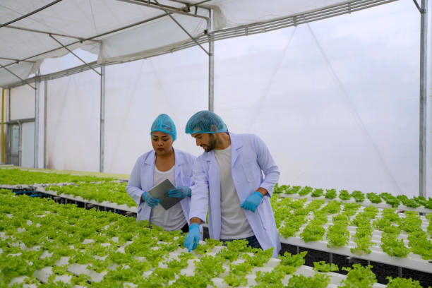 istock Entrepreneur work in hydroponic farm. Vegetables forming in greenhouse. 1457030405