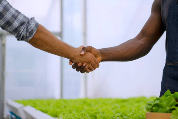istock Entrepreneur work in hydroponic farm. Vegetables forming in greenhouse. 1457030524